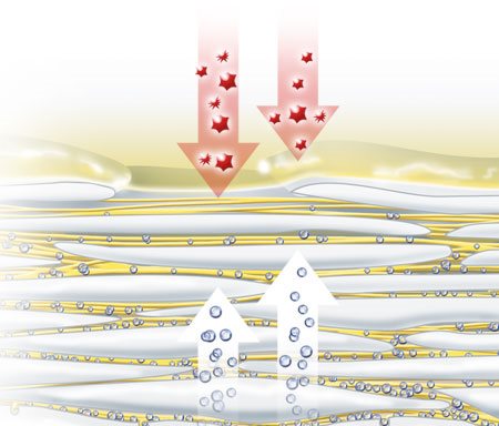 Ilustración de factores hidratantes naturales evaporándose a través de la piel