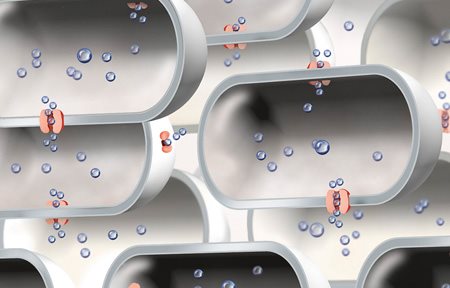 Ilustración del número limitado de acuaporinas.